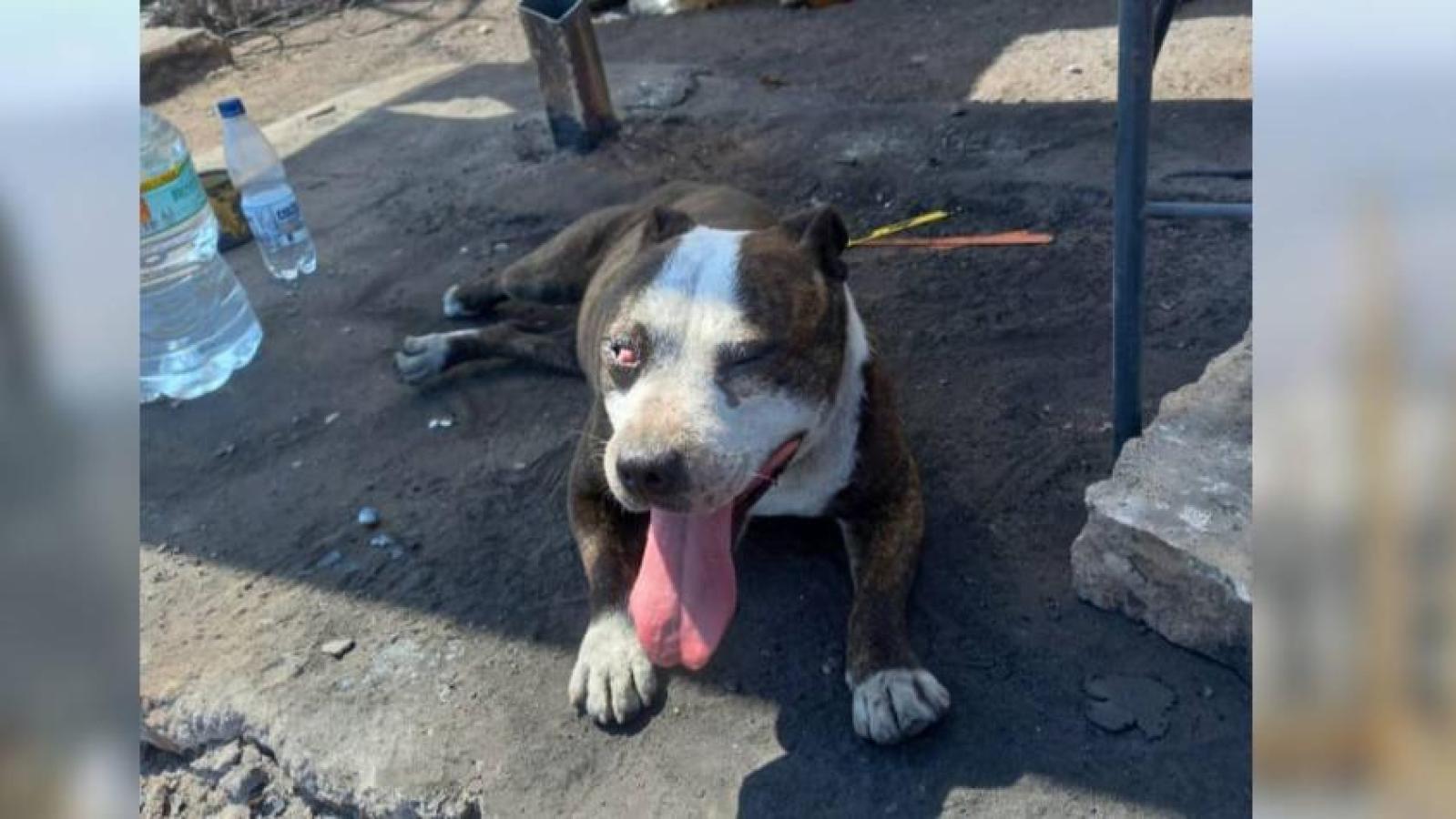 Familia solicita ayuda urgente para su perrito que resultó herido en incendios: puede perder su ojo