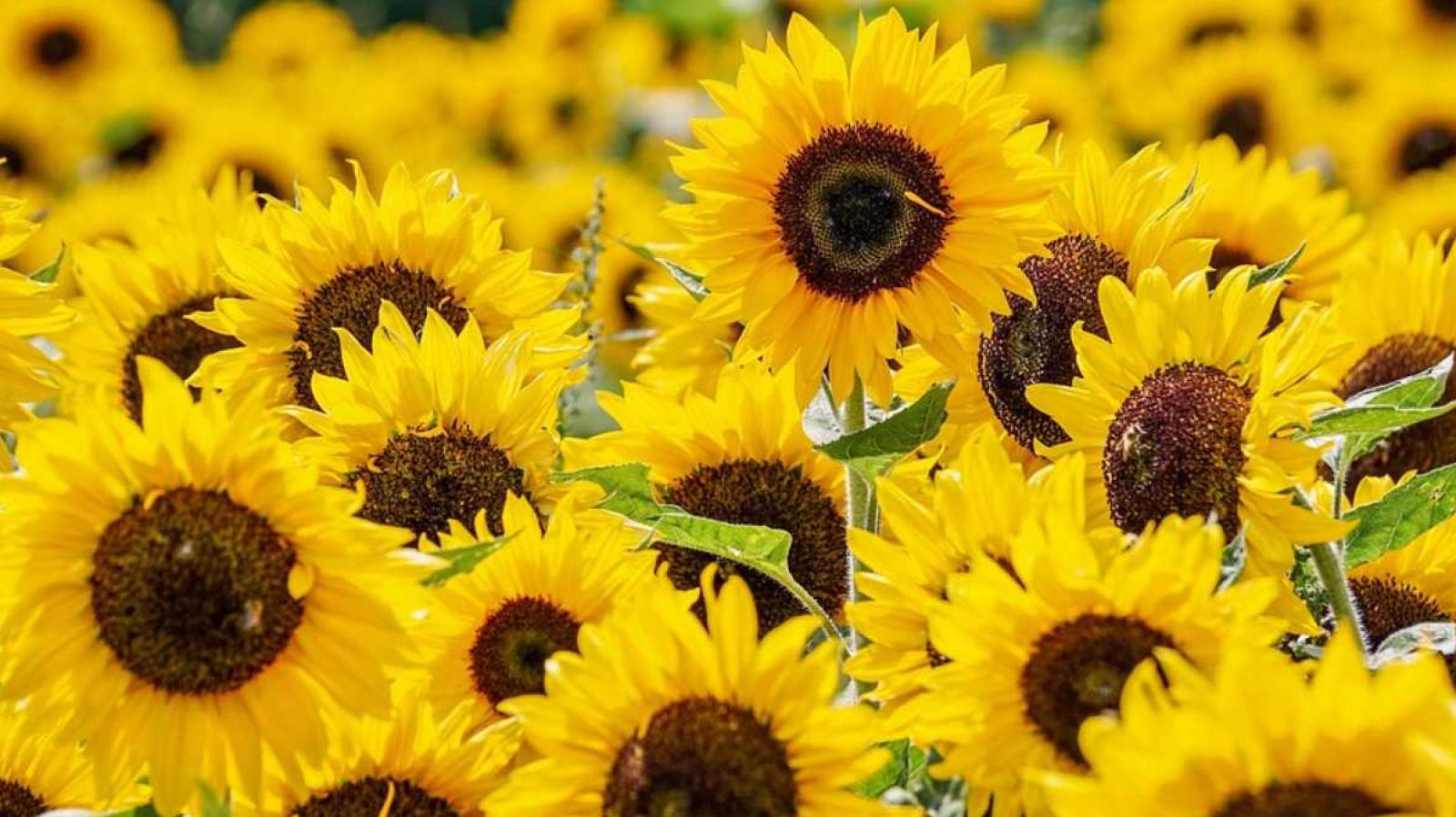 Flores Amarillas.