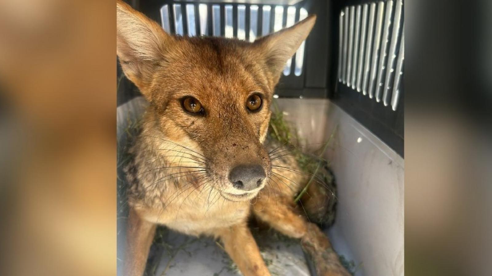 Zorro culpeo rescatado en Las Condes falleció a causa de sus heridas