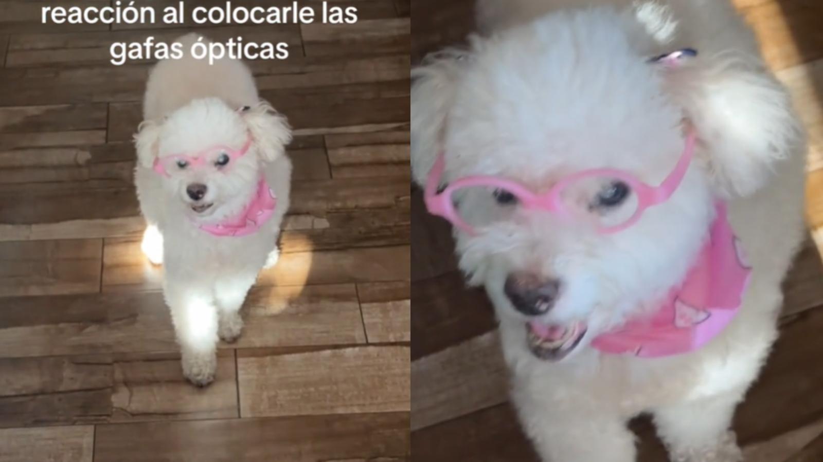Perrita con lentes - Créditos: Captura