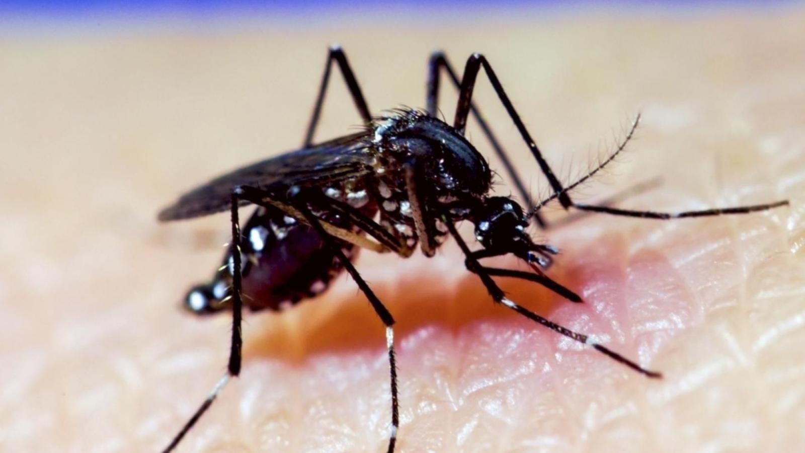 Dengue en Chile - ATON