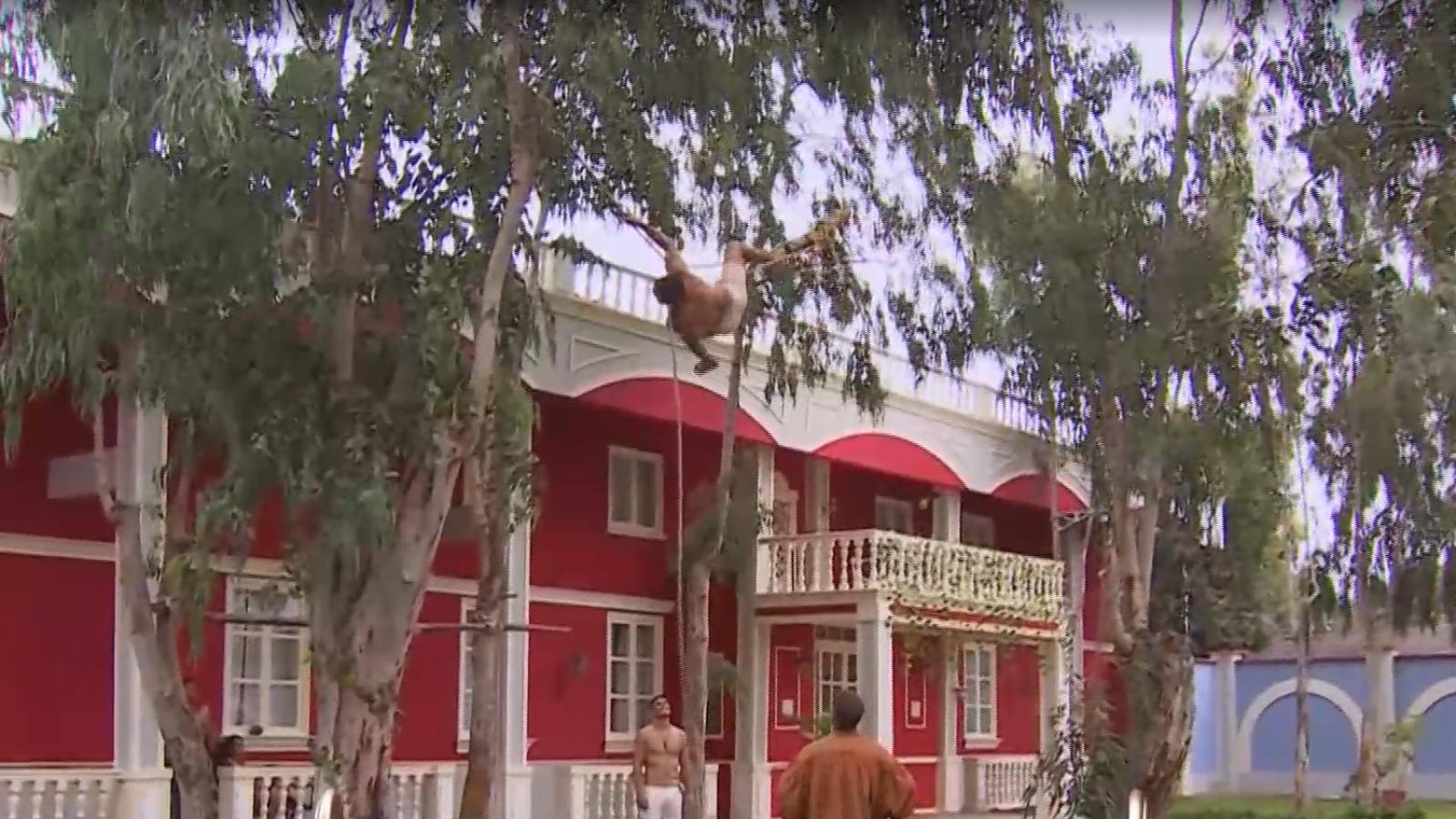 ¿Es Tarzán? Pangal se lucirá escalando árboles y enormes acrobacias