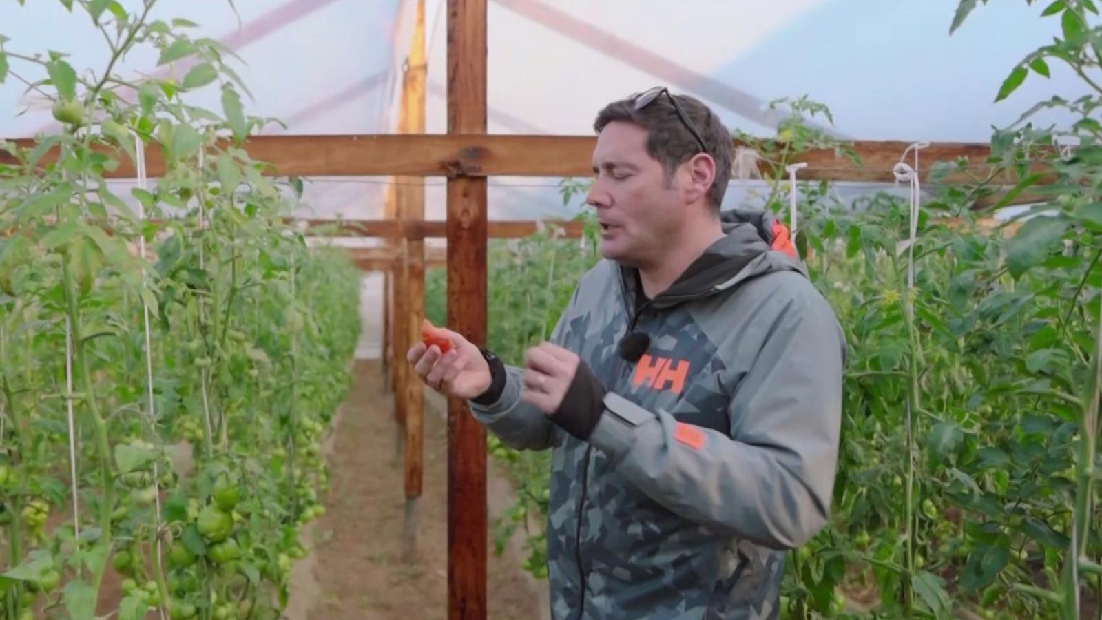 Pancho Saavedra llegará al Valle de Colliguay y conocerá el famoso tomate limachino 