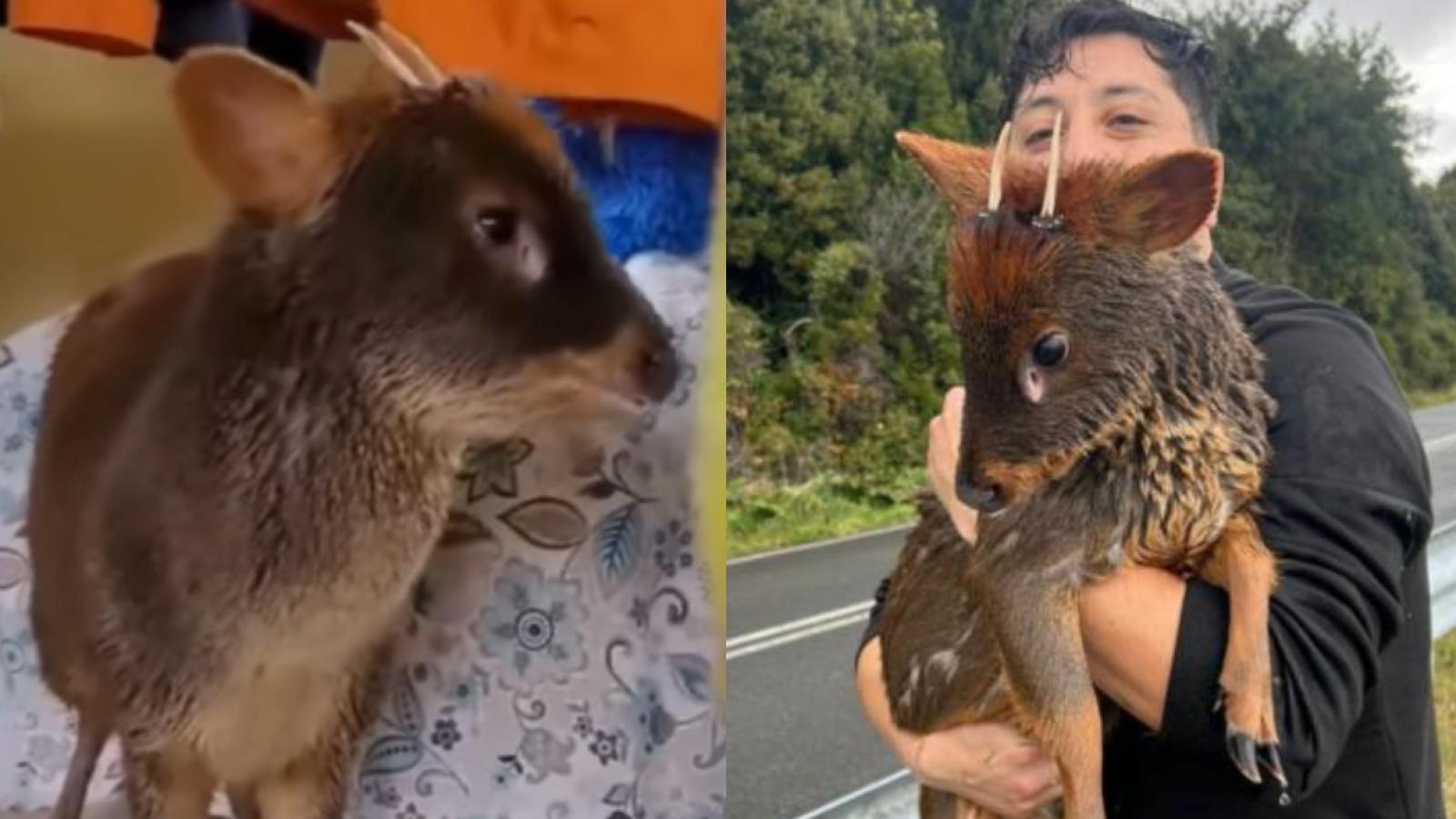Pudú rescatado por joven