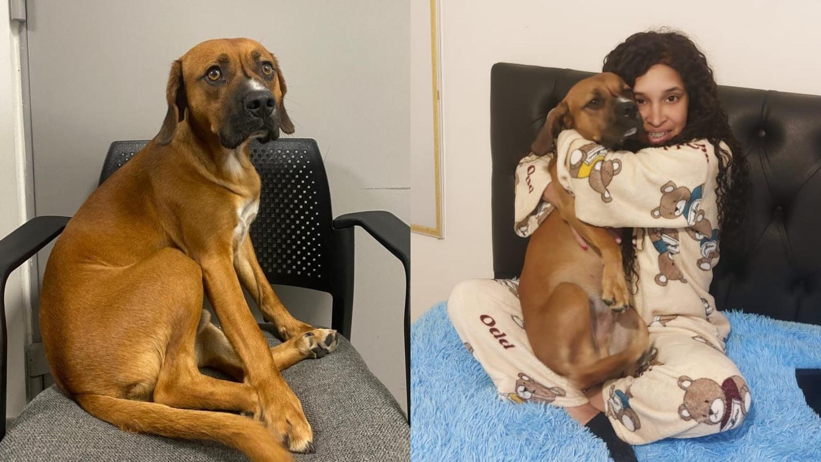 Bruno - Créditos: Aduana Chile