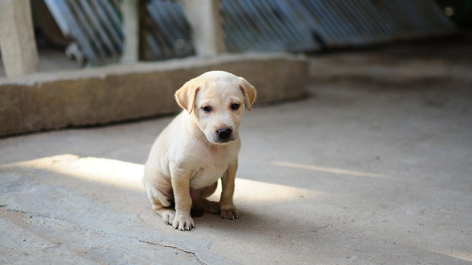 Joven rescató a un perro atrapado en una pared y se volvió viral