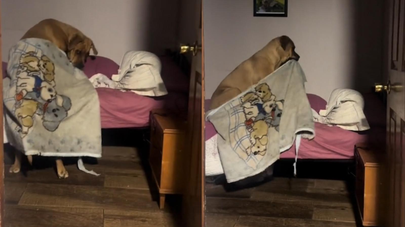 Perrita con manta - Créditos: Captura Tiktok