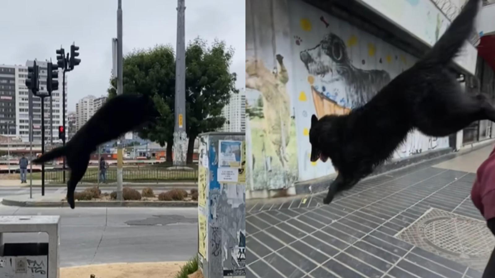 Perrito se lució realizando parkour por calles de Viña del Mar