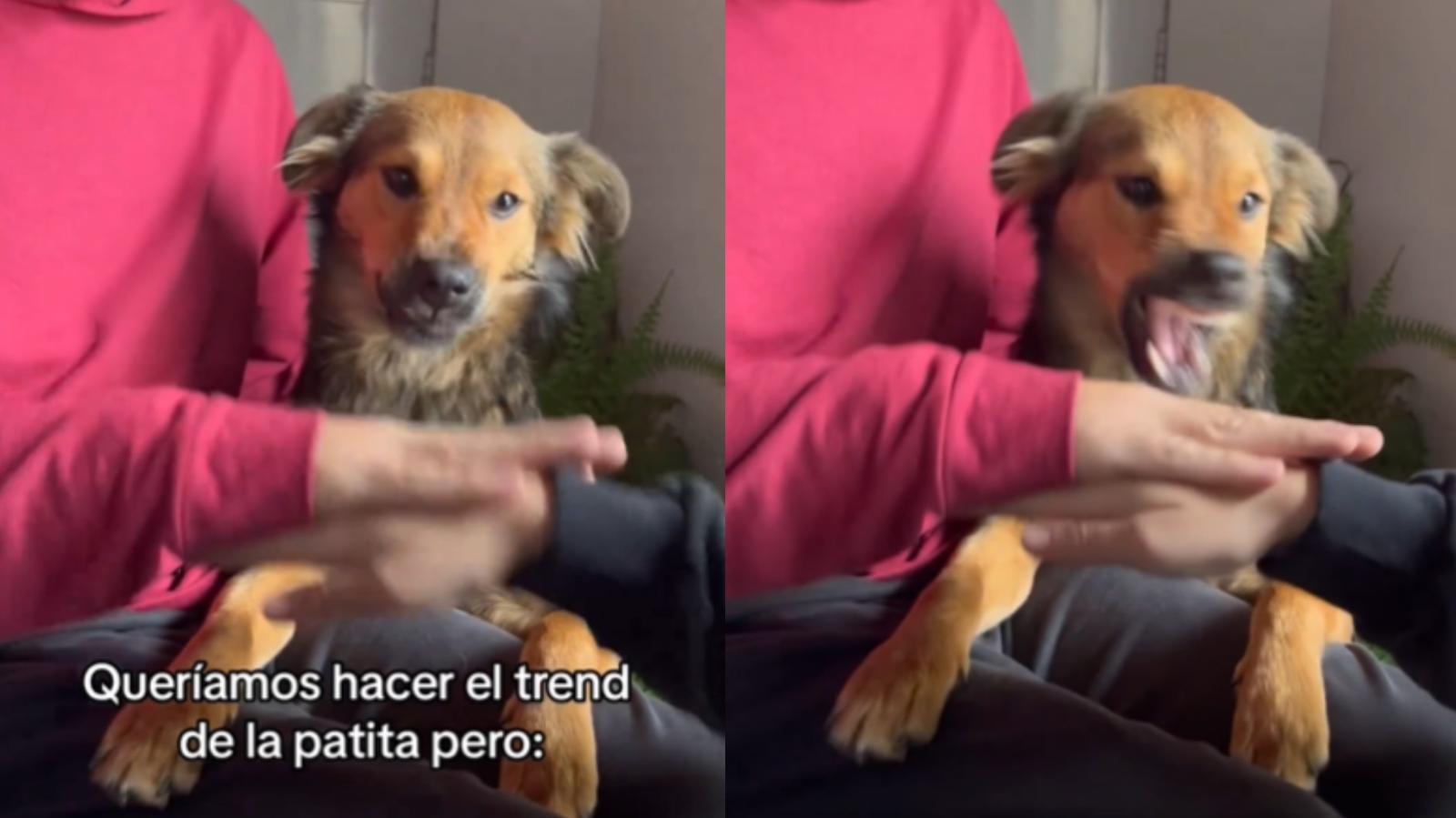 Perrita de Tiktok - Créditos: Captura
