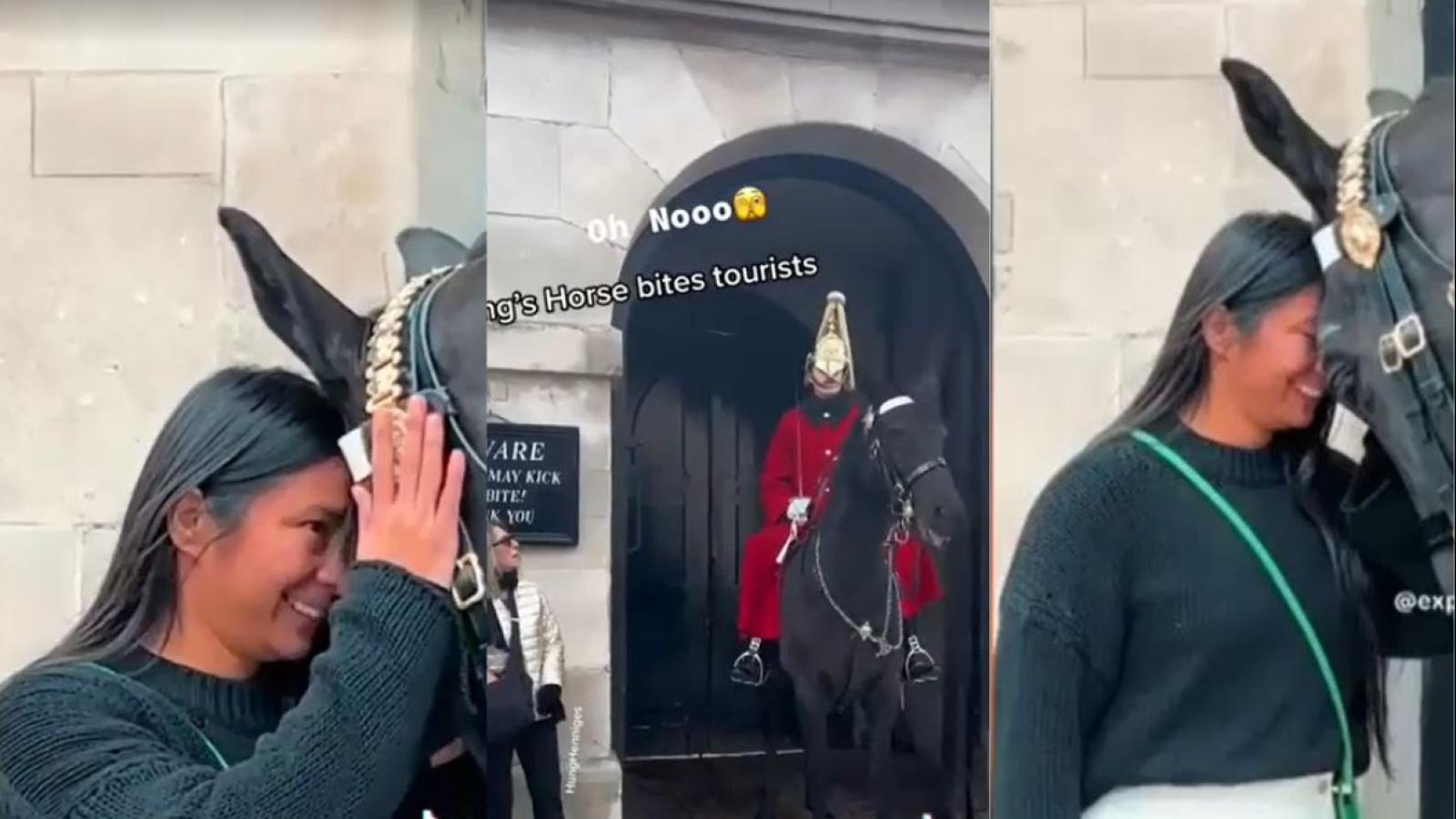 Caballos de Buckingham virales