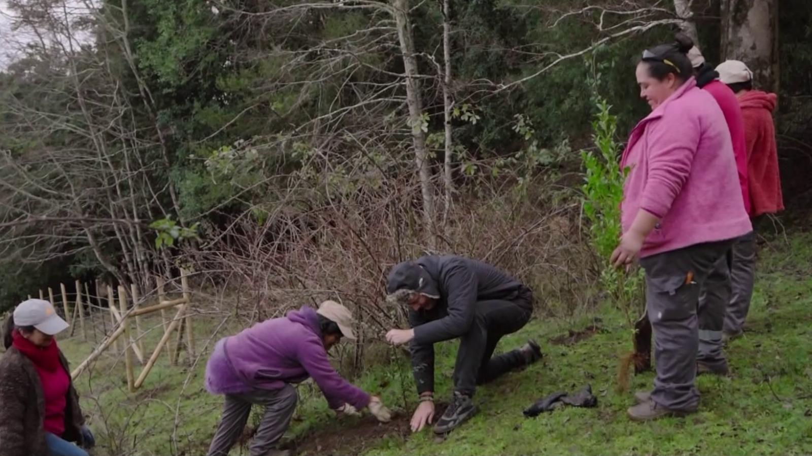 Pancho Saavedra ayudará a reforestar 370 hectáreas con árboles nativos en la región de Los Ríos