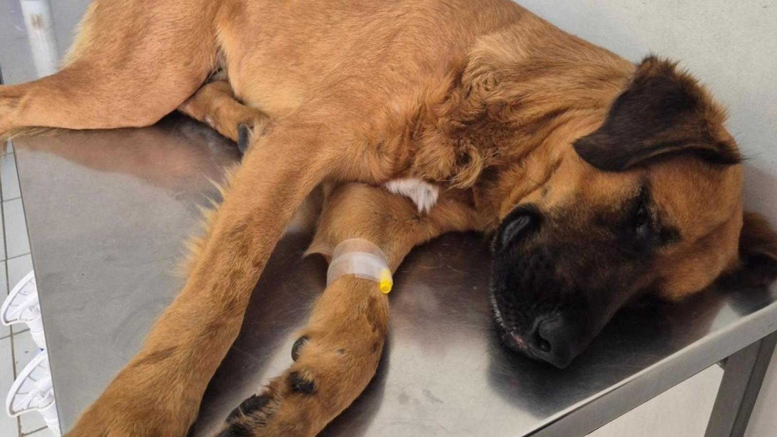 Perrito es lanzado desde tercer piso en Antofagasta - Créditos: Instagram Luz Echanez