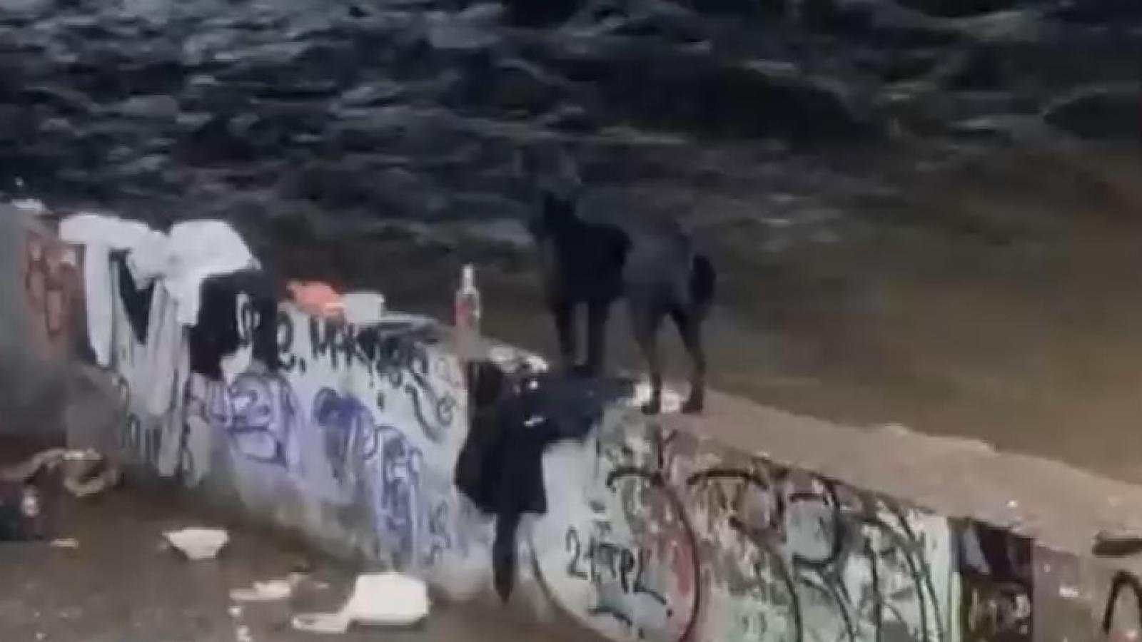 Bomberos realizan intenso operativo en el río Mapocho para rescatar a tres perritos