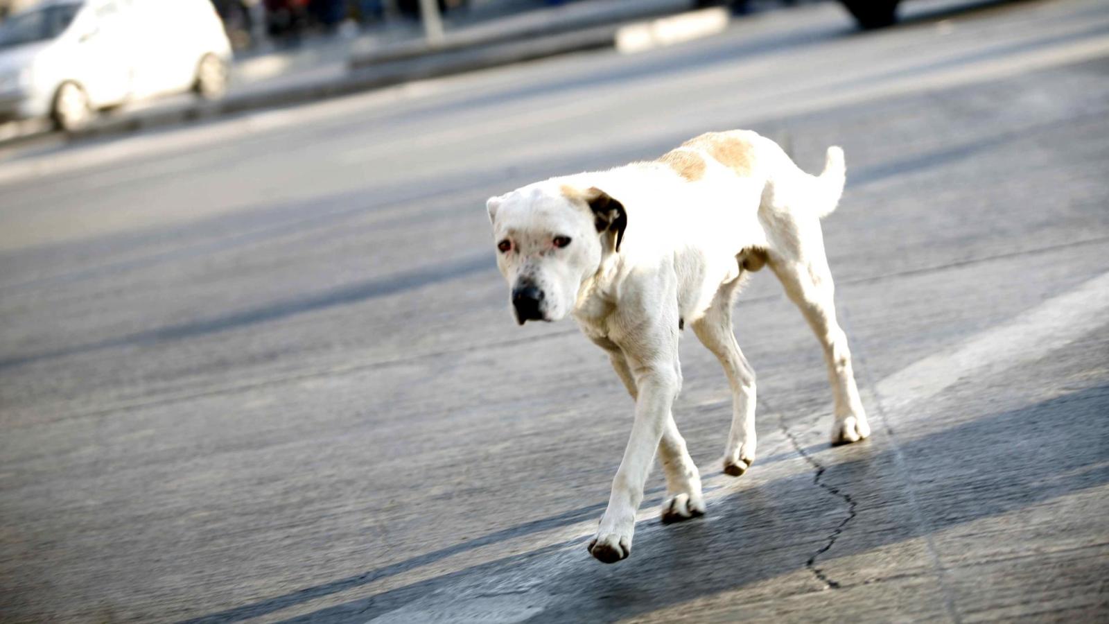 Perro callejero - Agencia Uno
