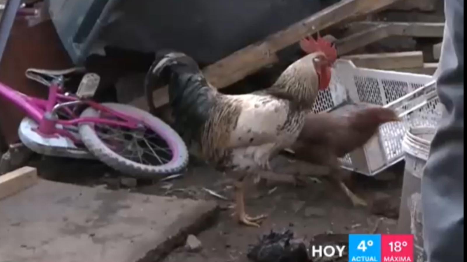 Descubrimiento en barbería de Santiago