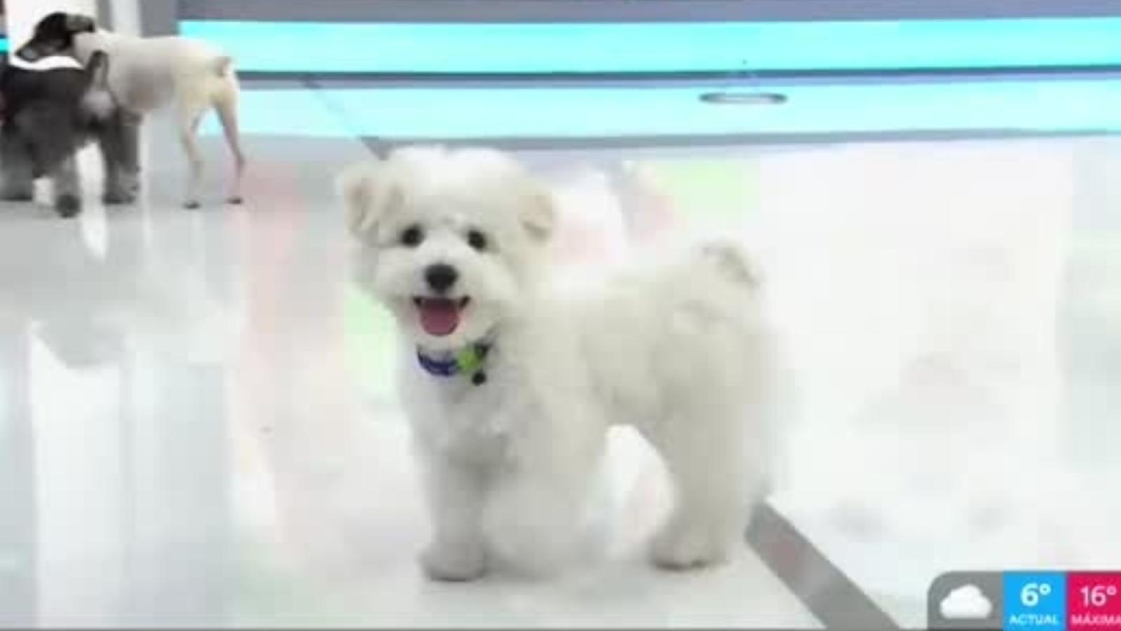 Día del Perro en "Tu Día"