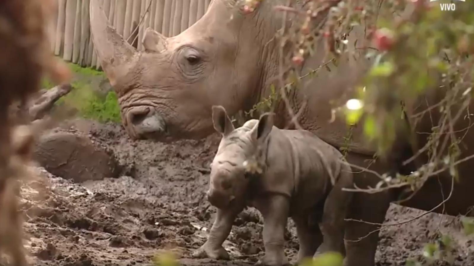 Silverio, el pequeño rinoceronte blanco
