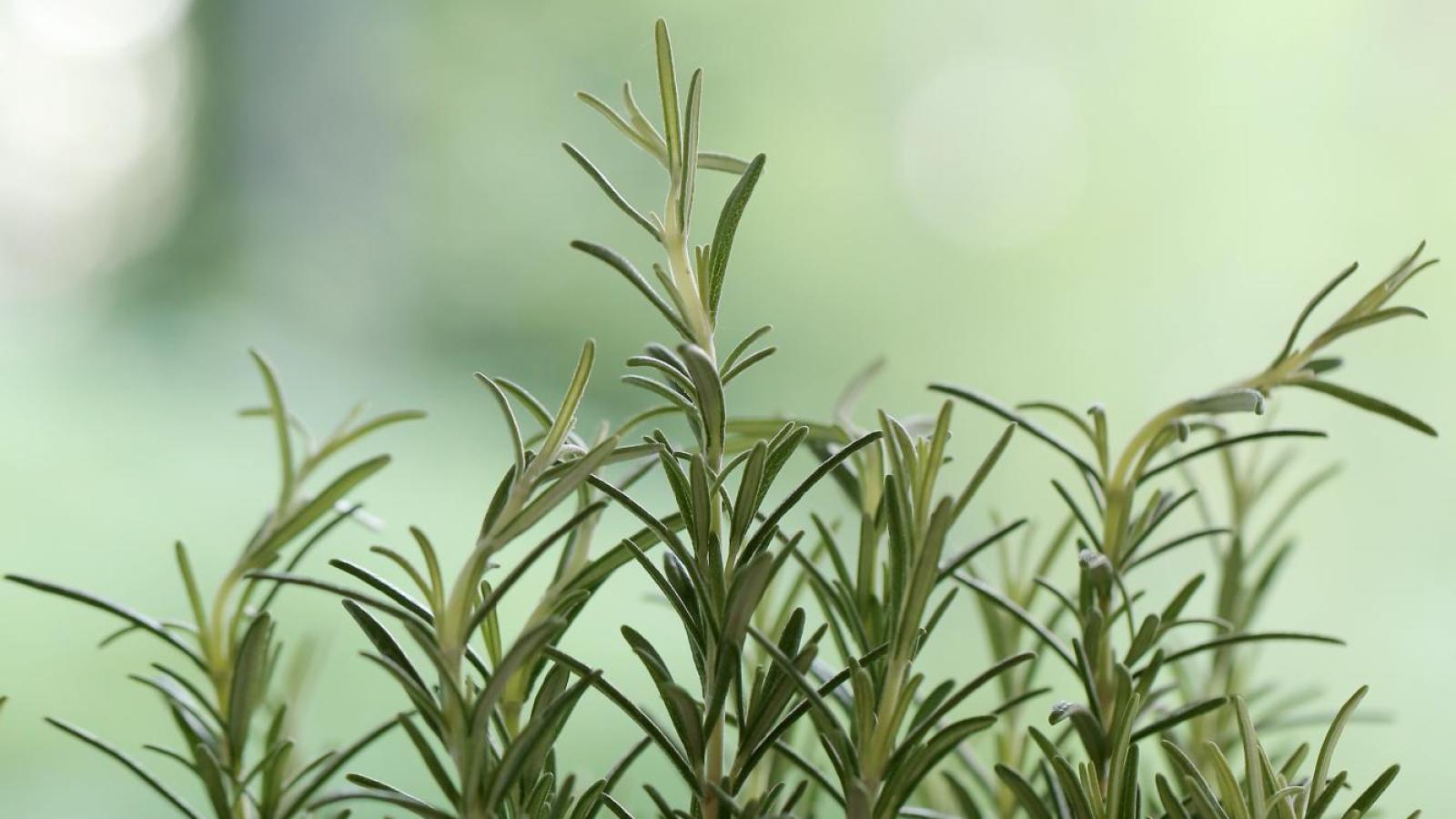 Esta es la planta que ayuda a reducir el estrés y mejorar la memoria, según especialista de Harvard