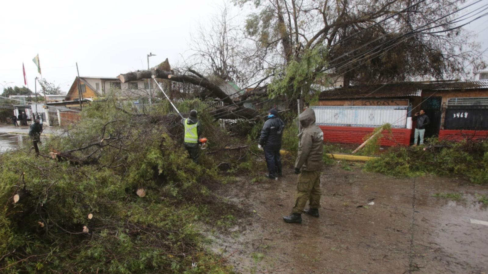 Caída de árbol por sistema frontal - Créditos: ATON