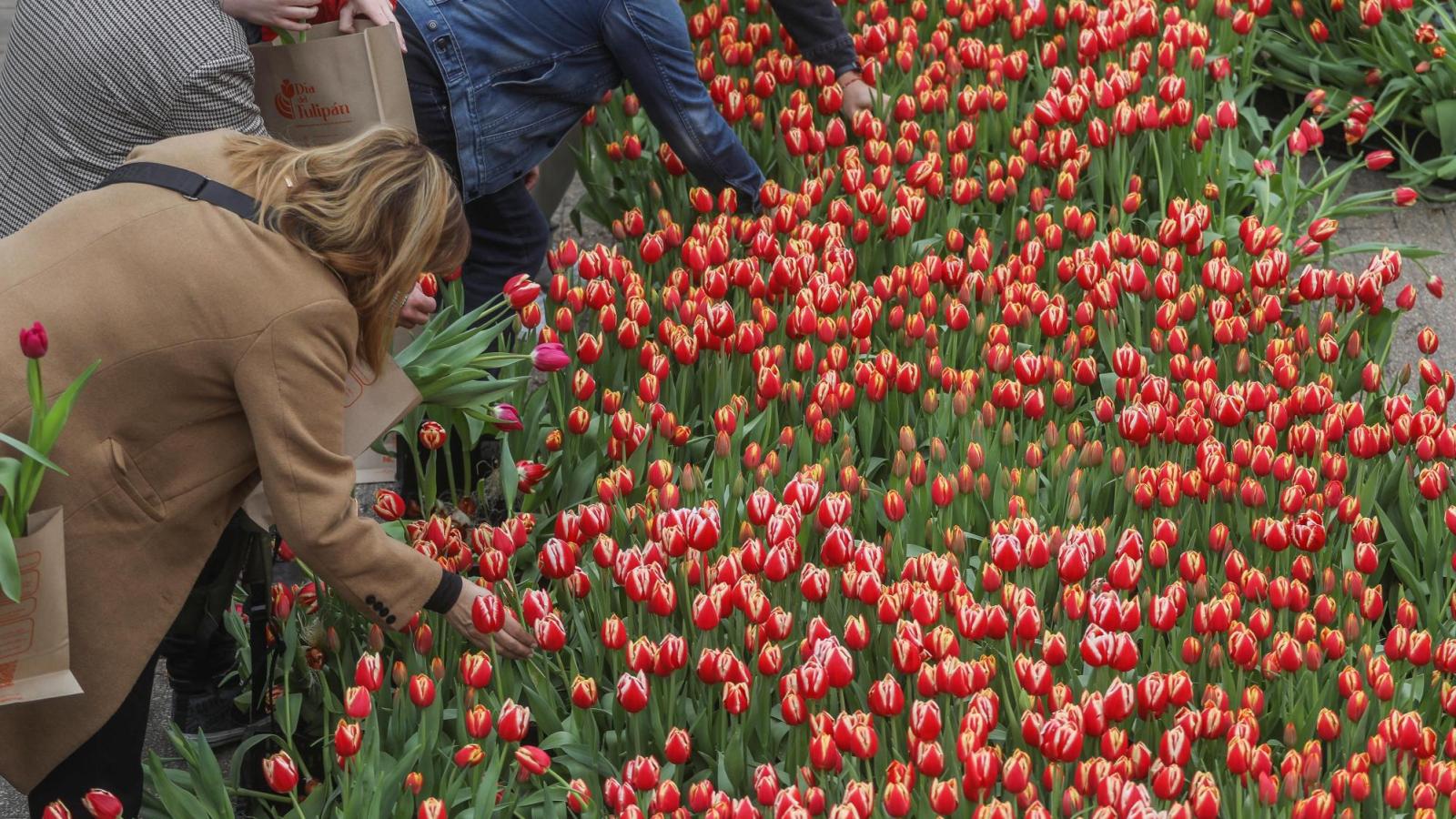 Día del Tulipán