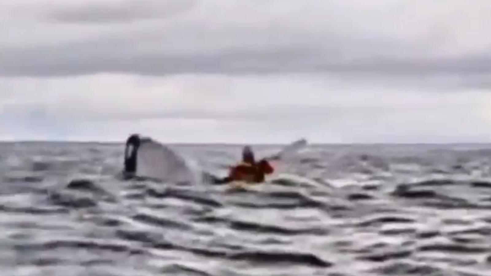Joven tragado por ballena en Punta Arenas: "Pensé que había muerto"