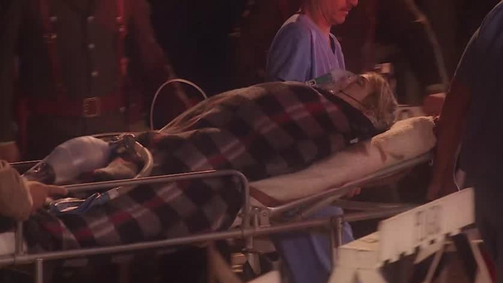 Secretos en el jardín