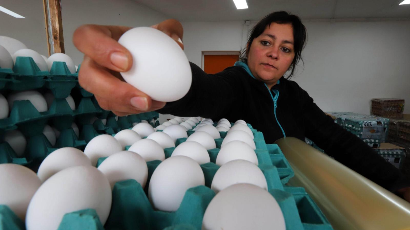 ¡Ojo con los huevos! - Agencia Uno