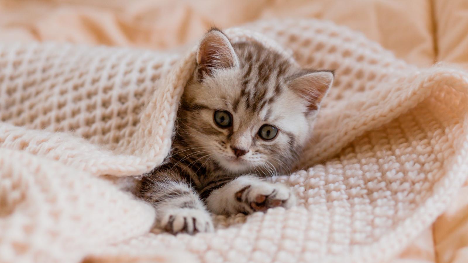 Alimentación en gatos