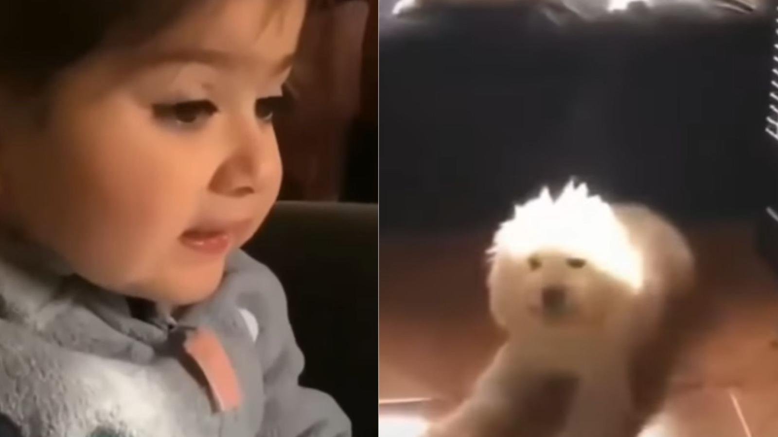 Blanca, perrita viral