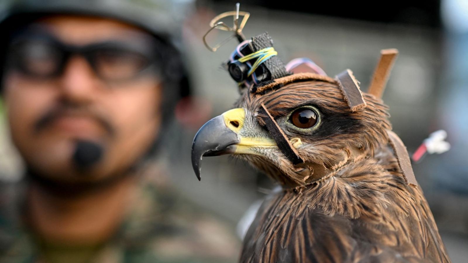 Águilas antidrones de las FFAA de la India. Muchas portan cámaras para seguir sus movimientos/AFP
