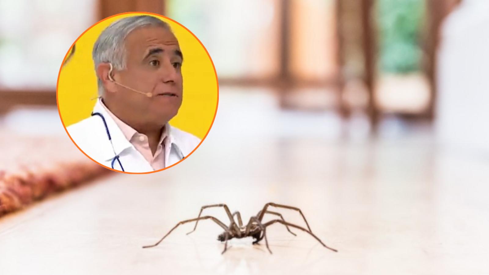 Araña de rincón 