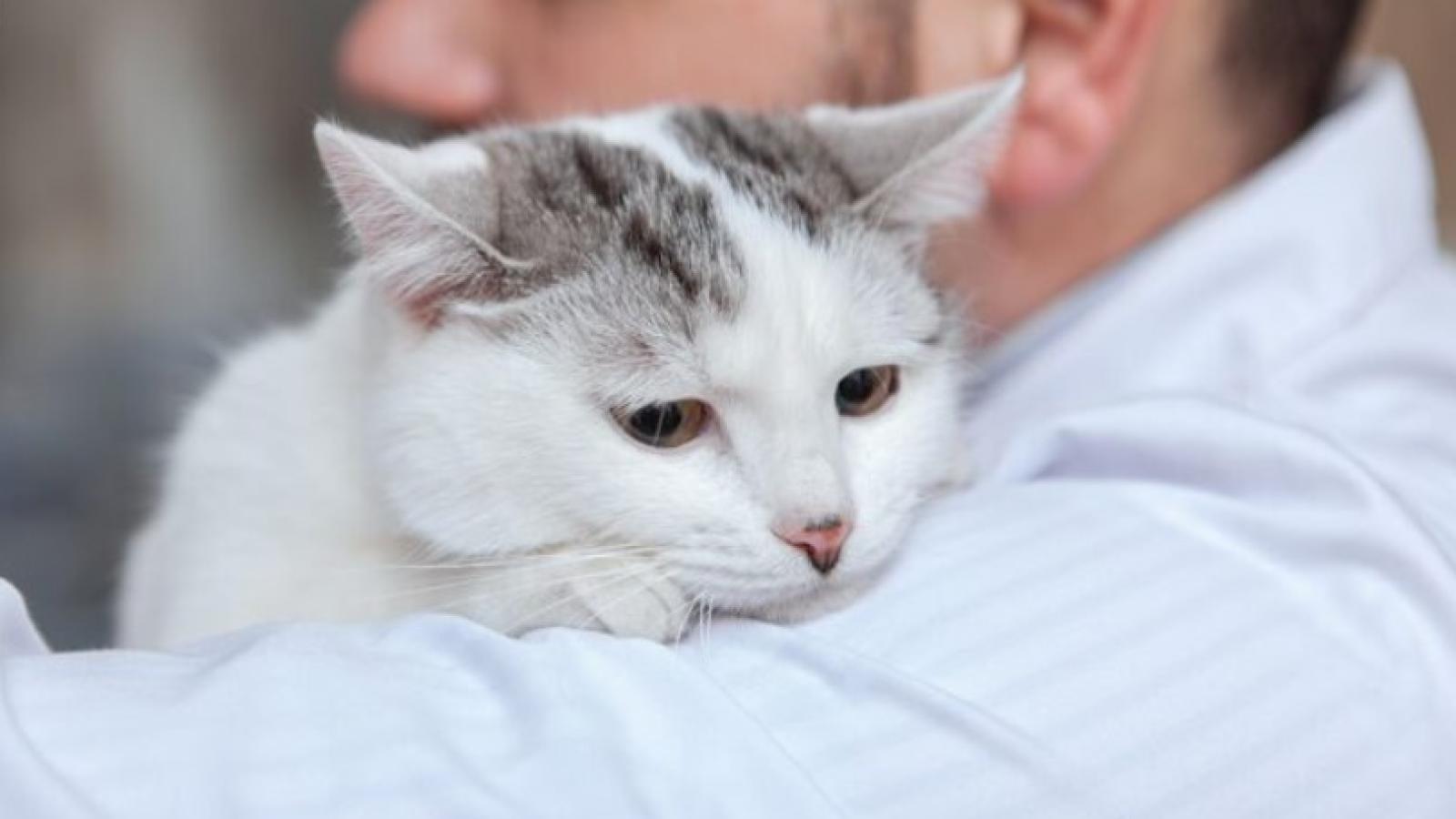 Aumento de casos de contagioso virus que podría ser mortal para gatos