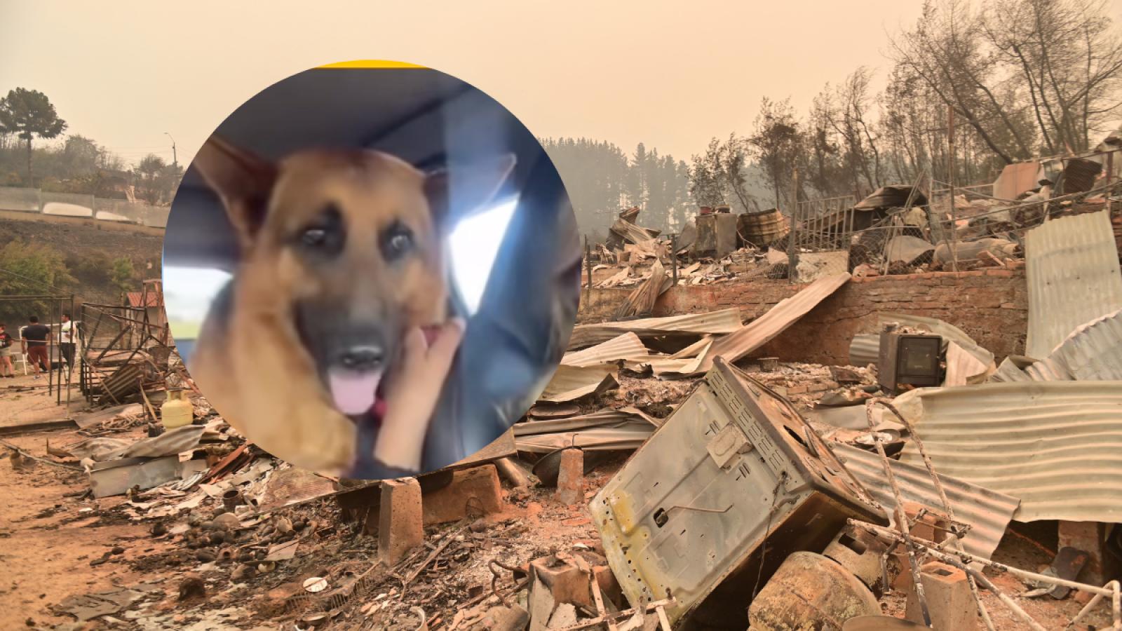 Mascotas damnificadas tras incendios 
