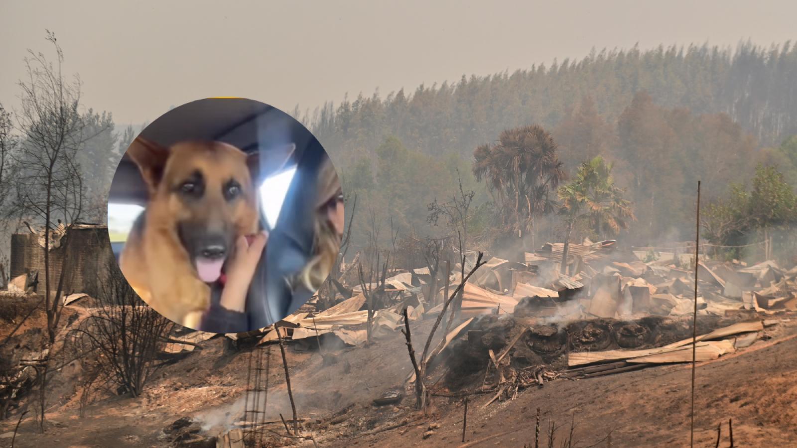 Perrito abandonado en incendios forestales es apadrinado