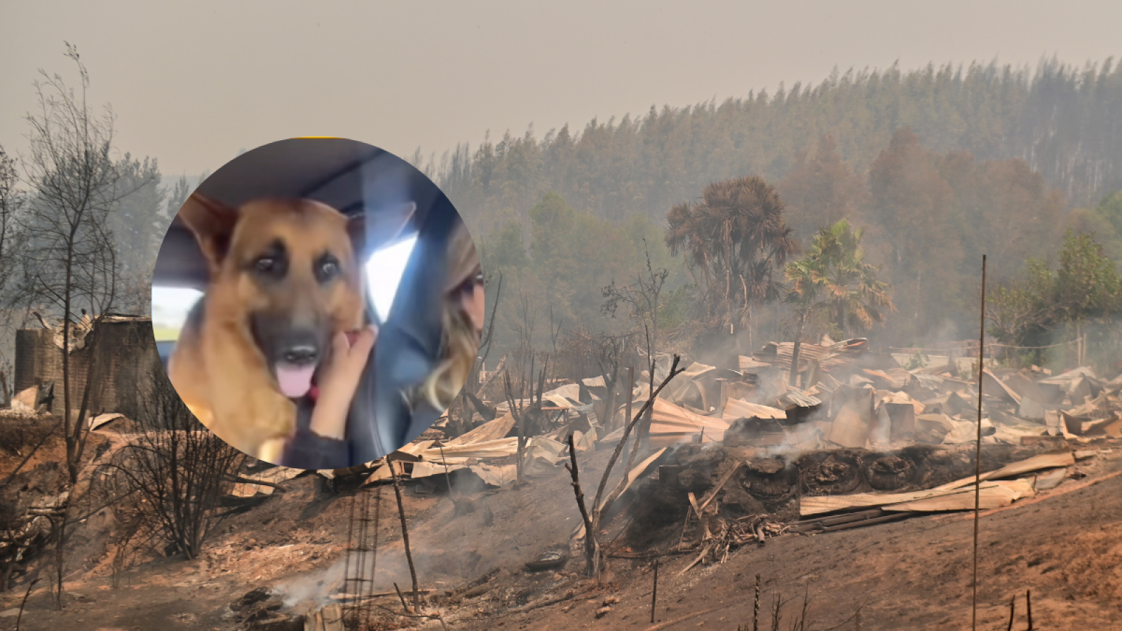 Perrito abandonado en incendios forestales es apadrinado