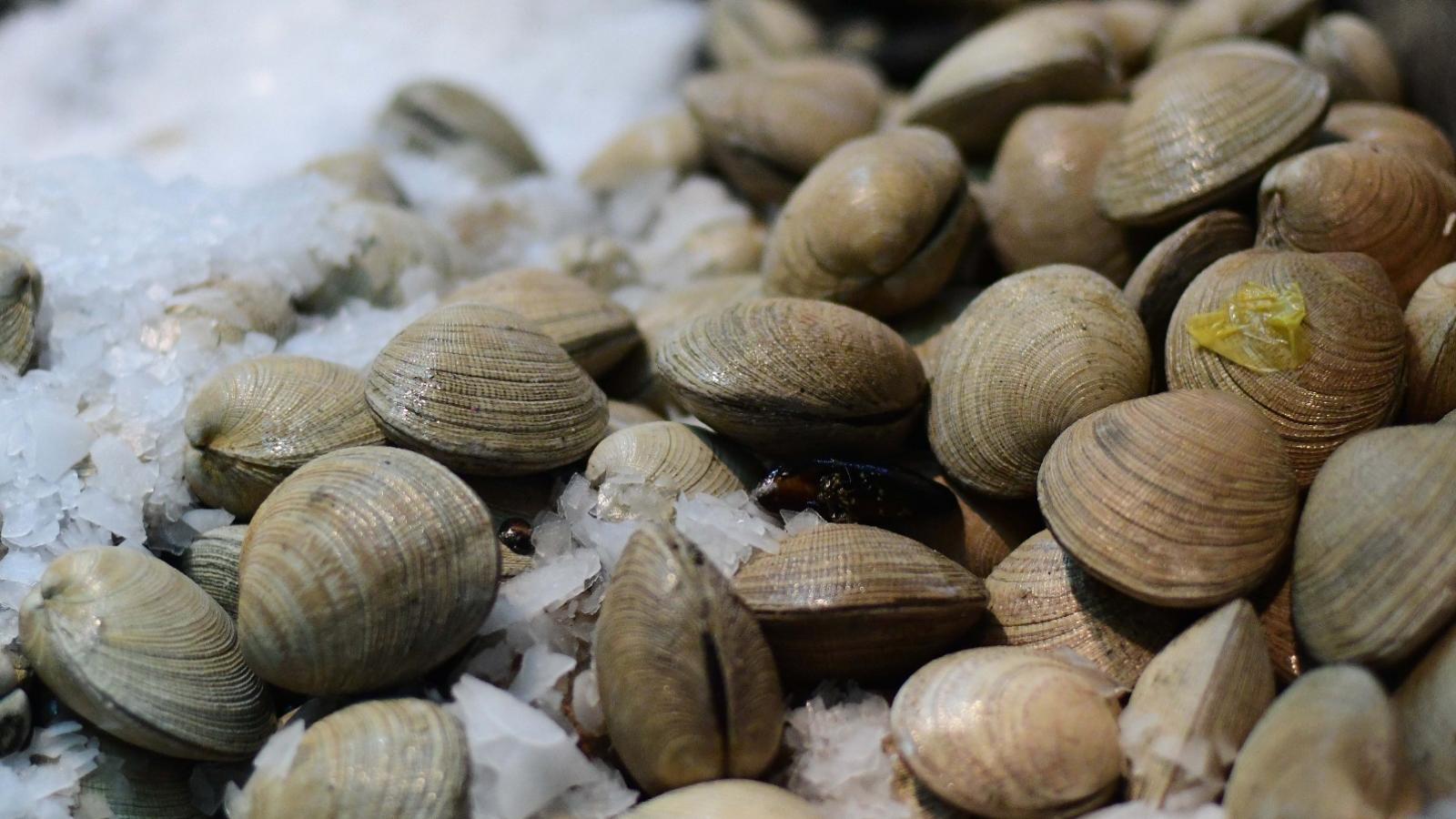 Mariscos | Toxina amnésica | Agencia Uno