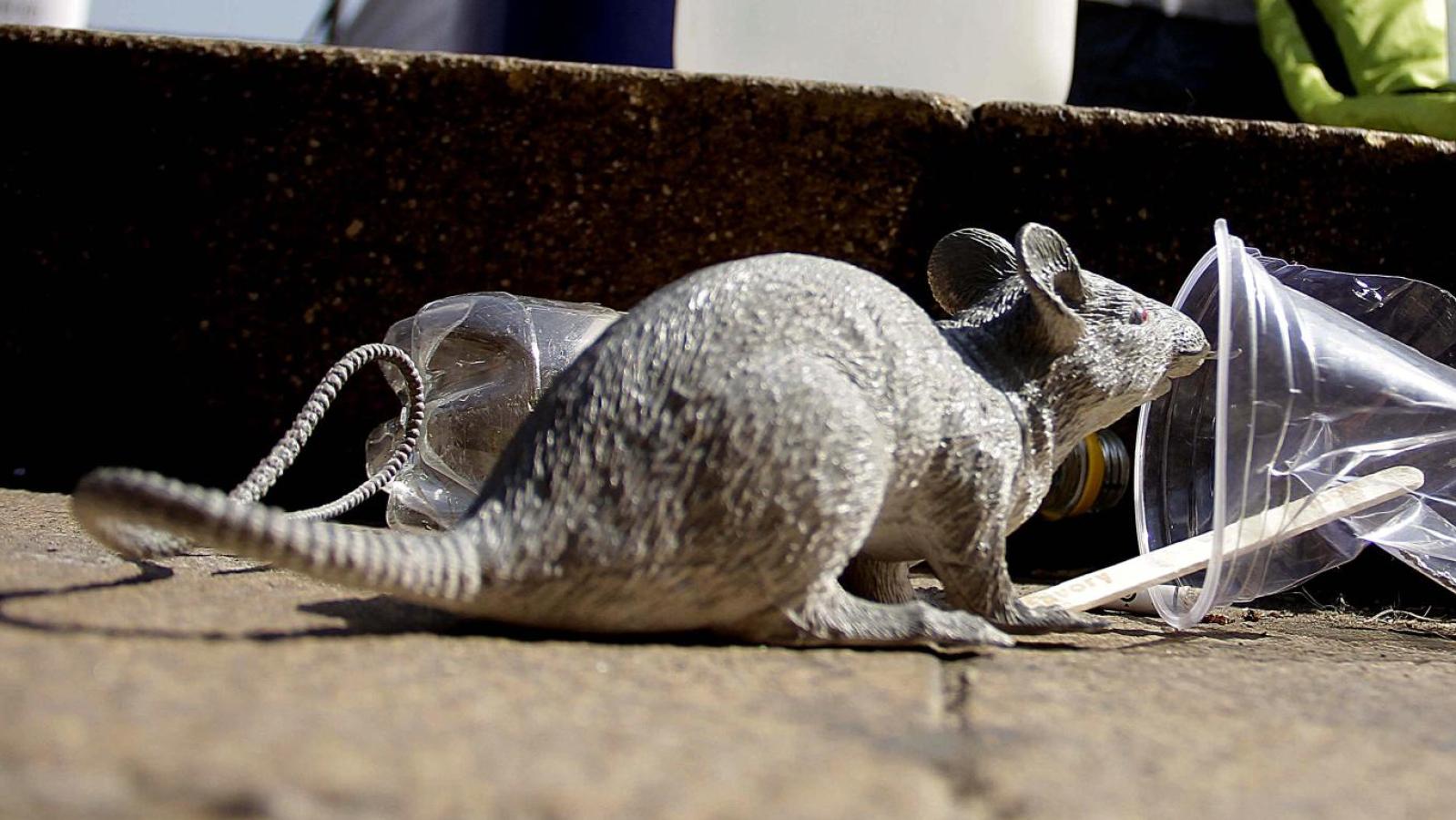 Virus Hanta: qué es, síntomas y medidas de prevención