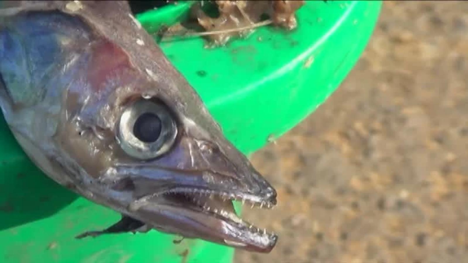 Vecinos en Conflicto