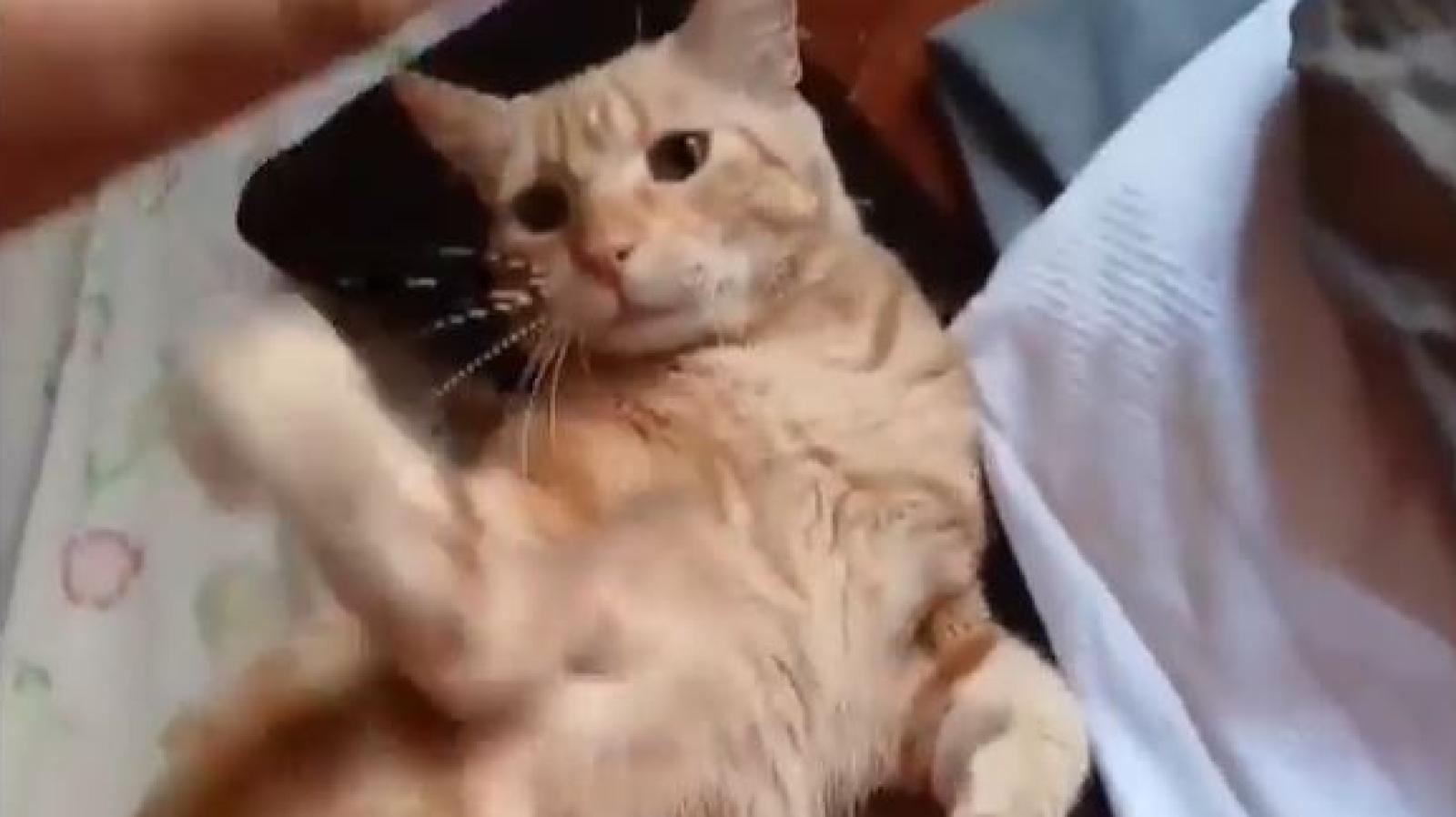 Reportan qué pasó con el gato de Mundos Opuestos, Russo, tras el término de las grabaciones