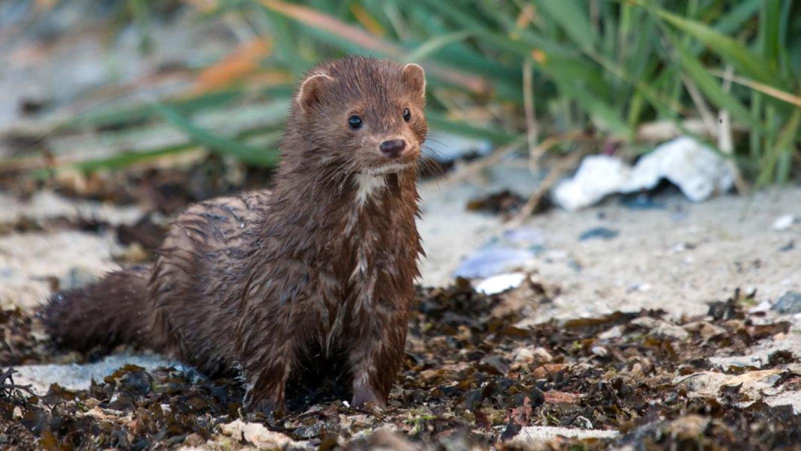 Plaga de visones podría llegar a Santiago
