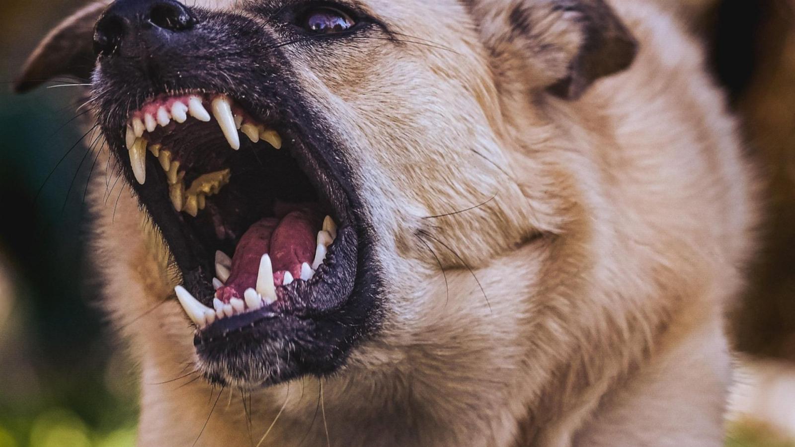 Hombre deberá pagar millonario monto a mujer que sufrió mordedura de su perro en Cerro Navia - Créditos: Pixabay