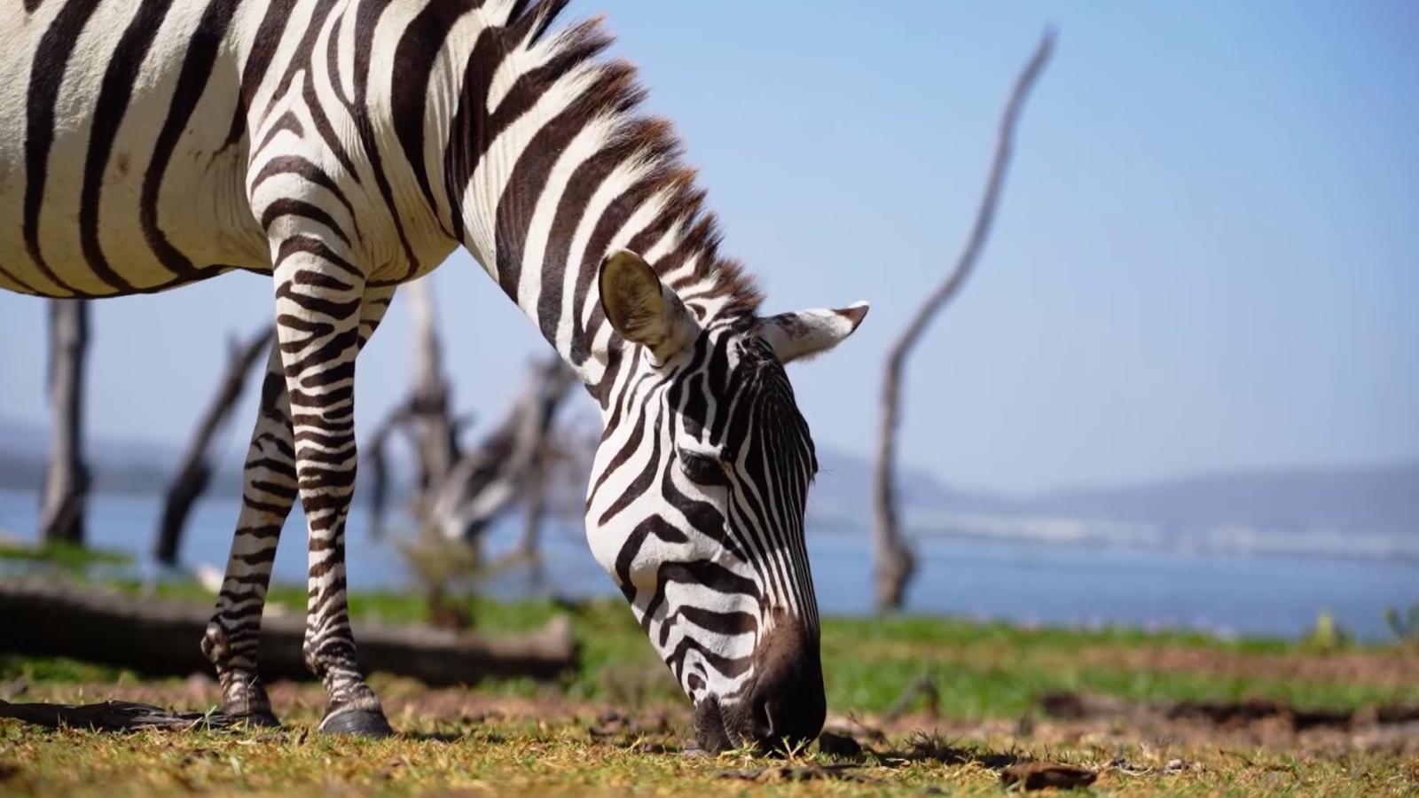 África salvaje | Capítulo 9 | Kenia