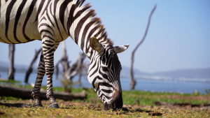 África salvaje | Capítulo 9 | Kenia