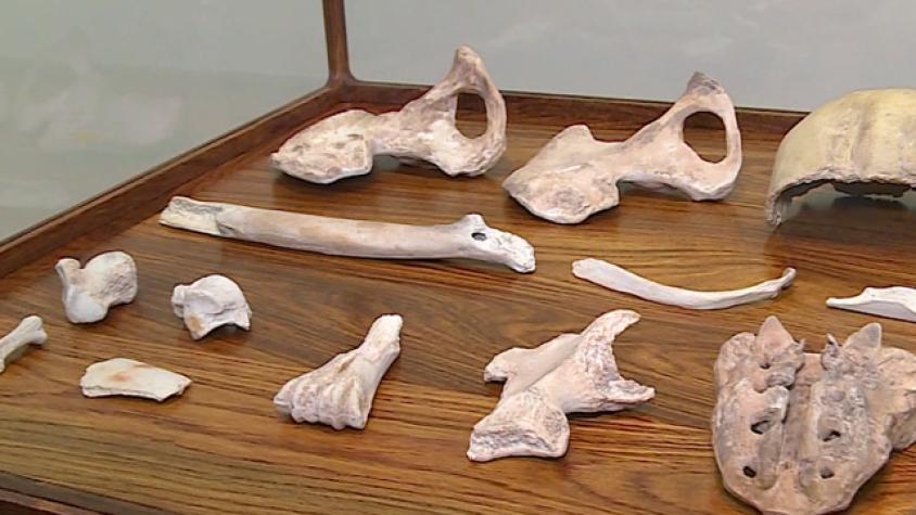 La exposición "Inoculación" de Ai Weiwei 