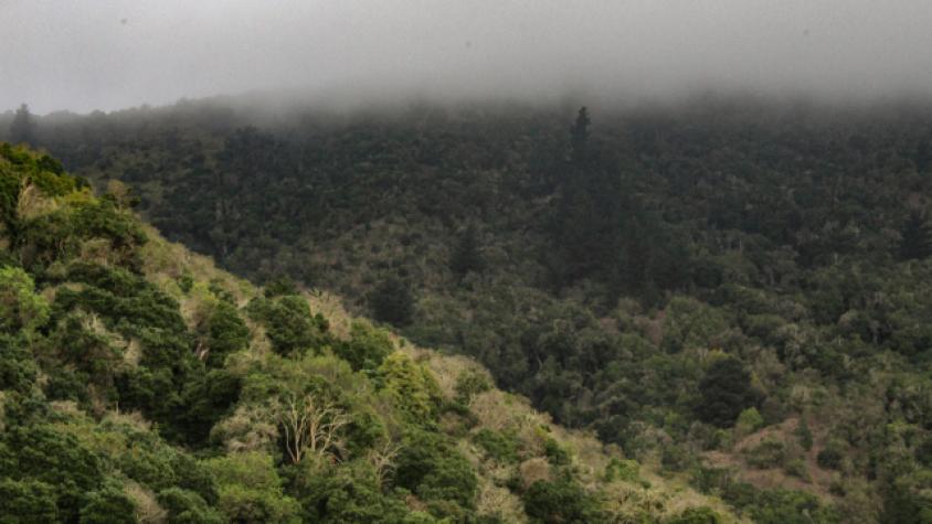 Parque El Boldo, los bosques comunitarios de Zapallar