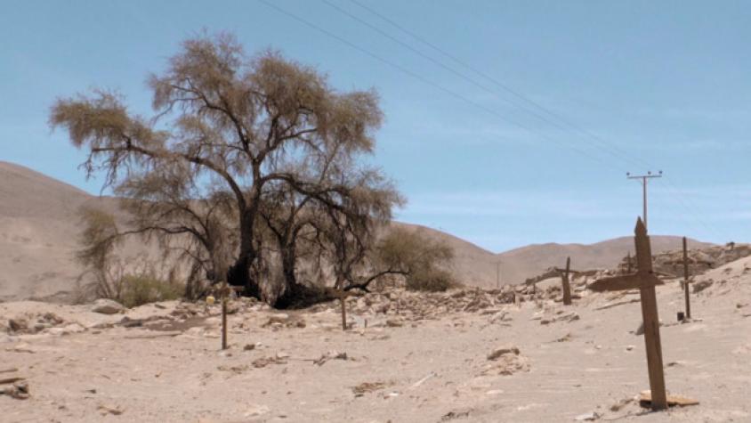 El Tamarugo en las salitreras