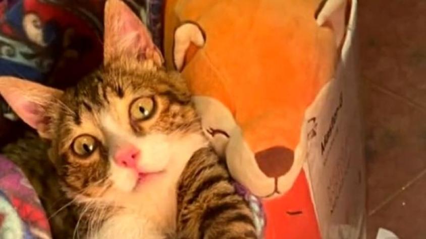 Luthier de instrumentos de cuerdas 