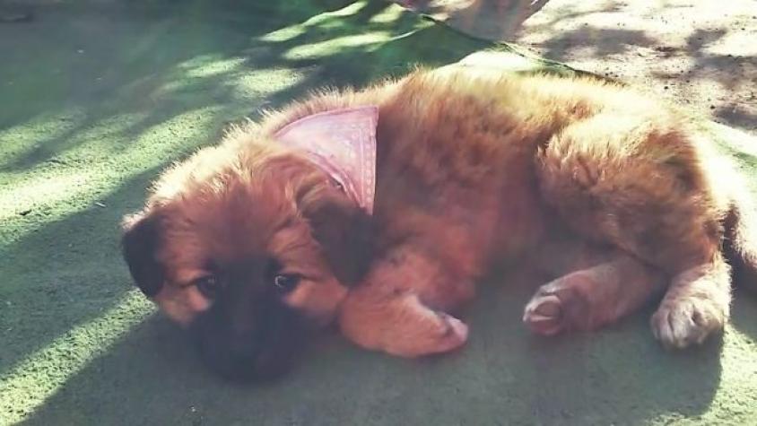 Una de las preciosas casas diseñada por Luciano Kulczewski