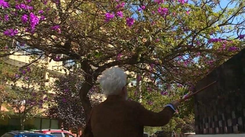 Sorpresas apreciando un condominio, edificio y un precioso árbol