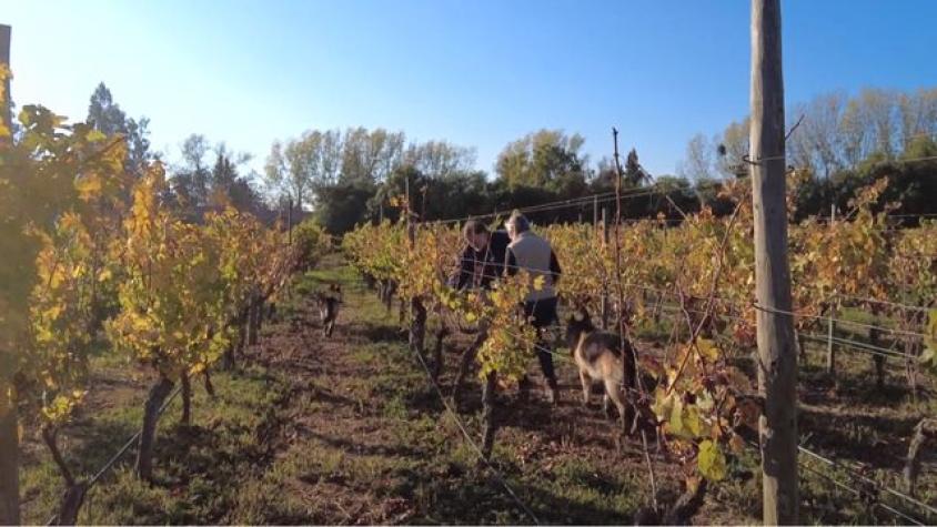 Federico verifica cuánto mide sus pasos